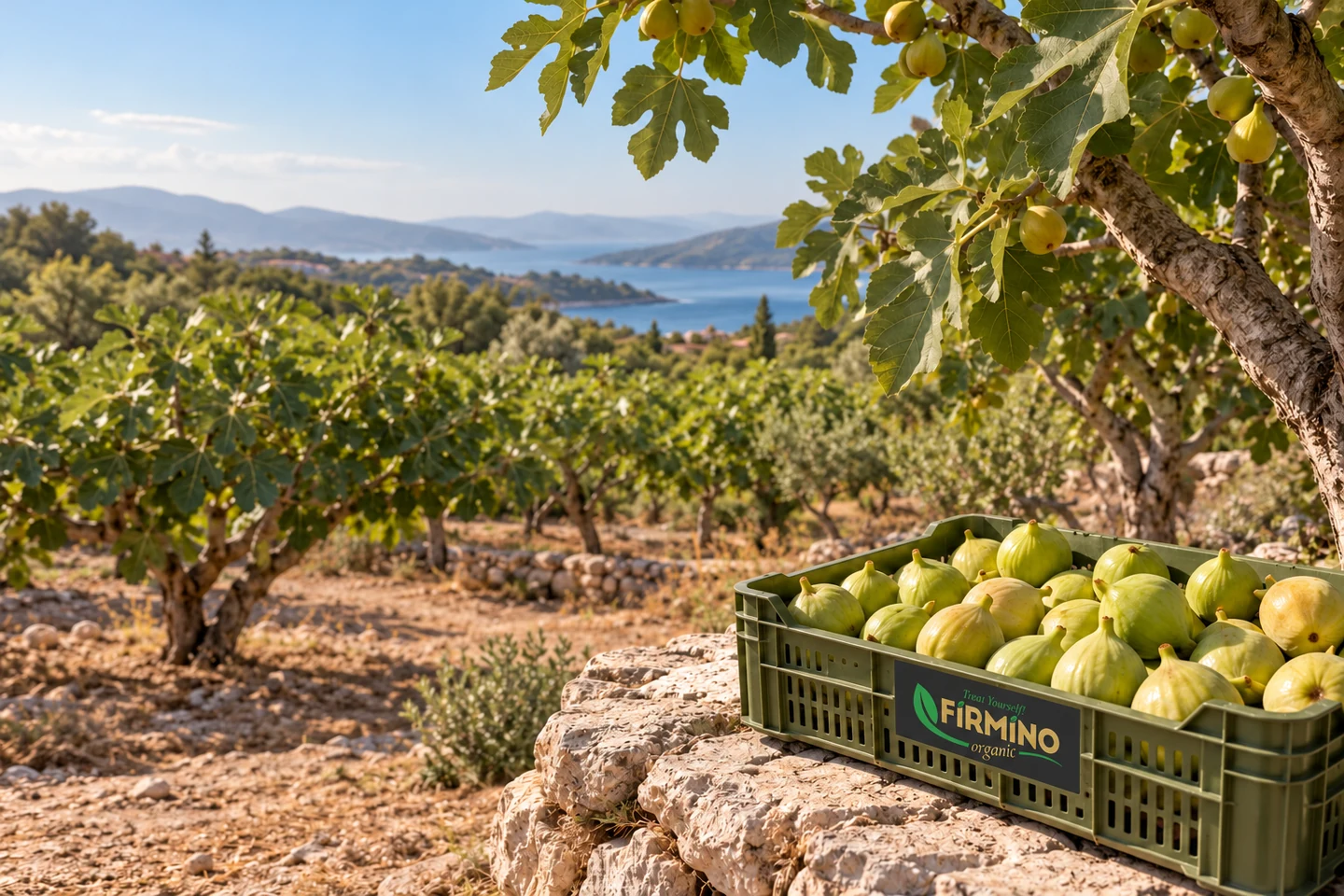 A FIRMINO branded harvest crate with fresh figs in a Mediterranean orchard